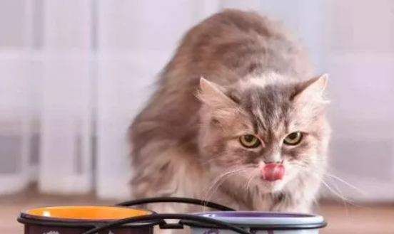 猫吃了食用油会怎么样 猫吃了食用油会怎么样