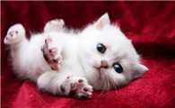 猫黑下巴怎么治