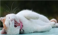 猫咪喉咙里呼噜呼噜的有痰样的
