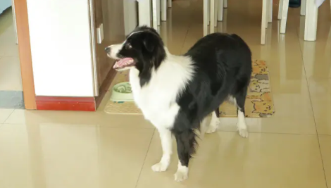 幼犬能吃成犬狗粮吗怎么吃 幼犬能吃成犬狗粮吗怎么吃