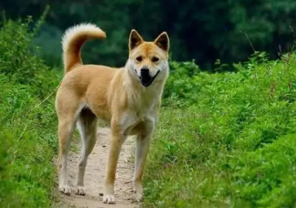 中华田园犬和土狗有什么区别 中华田园犬和土狗有什么区别