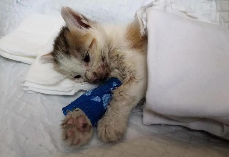 两个月小猫驱虫为什么死了 两个月小猫驱虫为什么死了