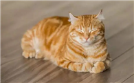 猫肚子发出咕咕的声音是怎么回事