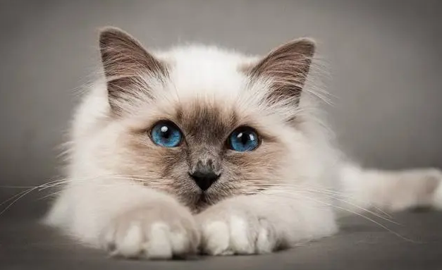 猫咪体外驱虫后精神很差一直想睡觉 猫咪体外驱虫后精神很差一直想睡觉