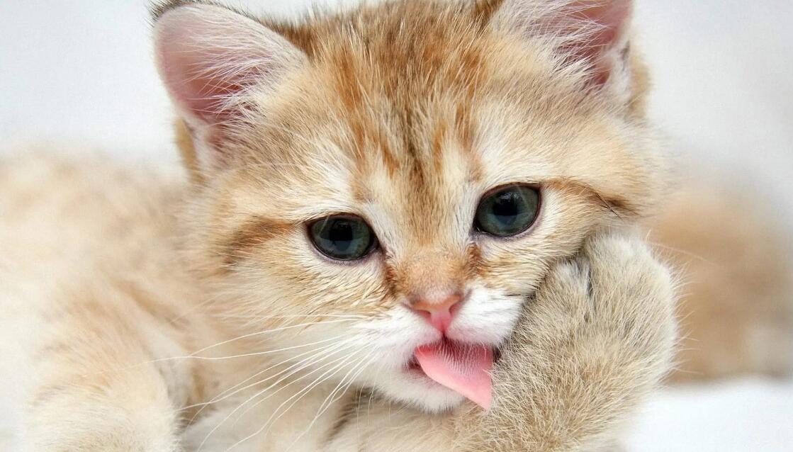 六神花露水猫咪会中毒吗 六神花露水猫咪会中毒吗
