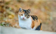 猫掉毛掉的很厉害怎么办啊