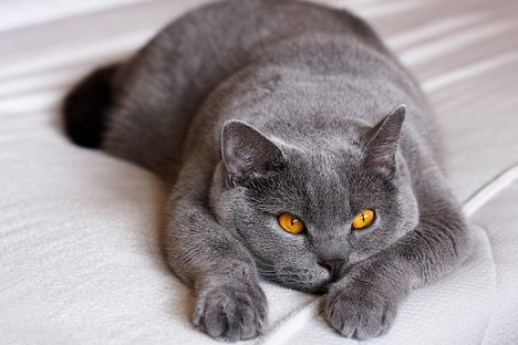藍貓母貓會發腮嗎？如何養成“包子臉”貓咪？