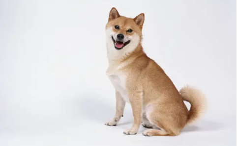 狗狗尿道有脓状物怎么治疗