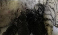 猫咪生完宝宝后呼吸急促是什么原因