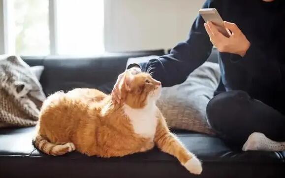 养猫最忌讳的一个生肖 养猫最忌讳的一个生肖