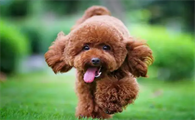 快来看看泰迪属于哪个国家的犬种？