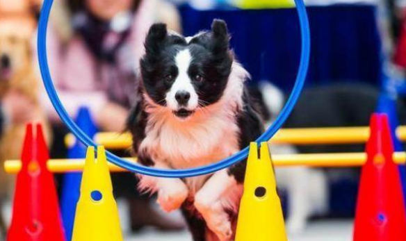 狗狗智商高的5个表现 狗狗智商高的5个表现