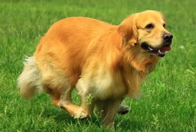 家喻户晓的金毛,到底是中型犬还是大型犬呢? 家喻户晓的金毛,到底是中型犬还是大型犬呢?