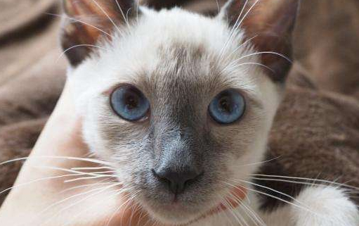 猫咪不小心吃了芥末会死吗 猫咪不小心吃了芥末会死吗