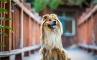 中华田园犬为什么那么多种样子