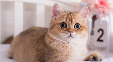 猫夏天瘦了正常吗还是胖了