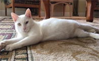 把土猫当宠物养的人都是傻子