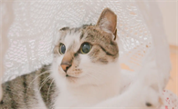 猫咪身上黑色颗粒是什么原因引起的
