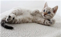 猫咬断电线会死吗