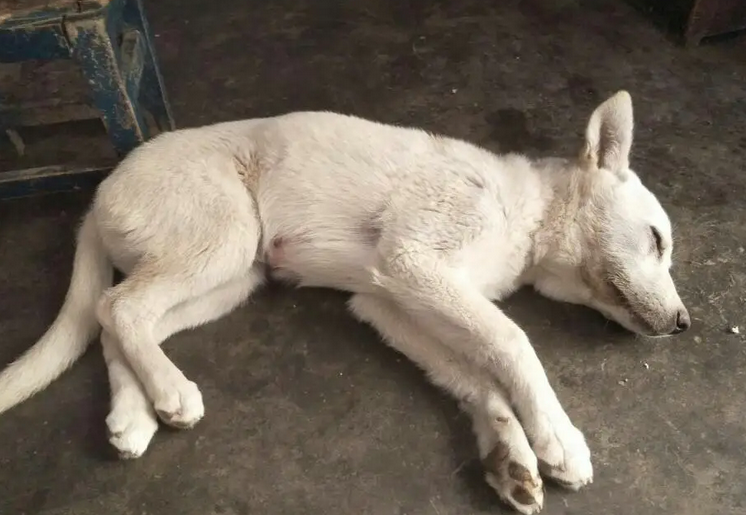 狗狗身体总是一抽一抽的是怎么回事啊