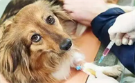 狗自身携带狂犬病毒吗会传染吗