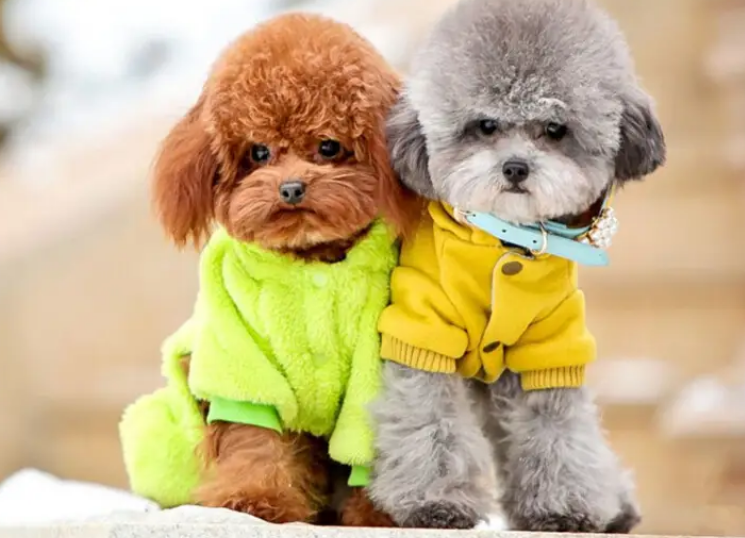 泰迪是贵宾犬吗 泰迪是贵宾犬吗