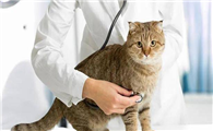 猫吐了是什么原因引起的