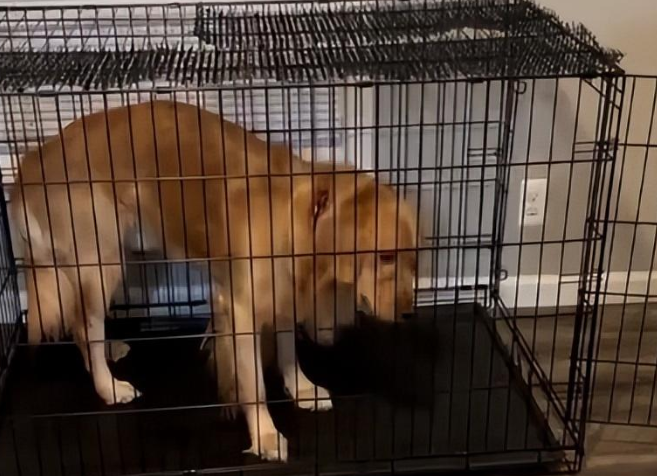 为得到主人独宠，小猫咪多次给金毛关进笼子，操作手法看呆了