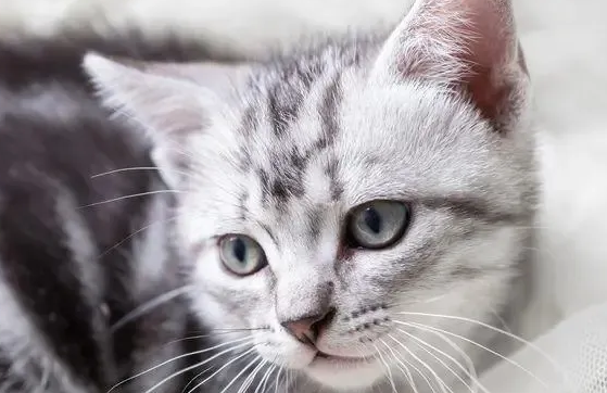 猫咪得了尿闭最快的解决办法