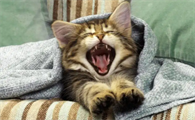 出生几天的小猫突然死了什么原因