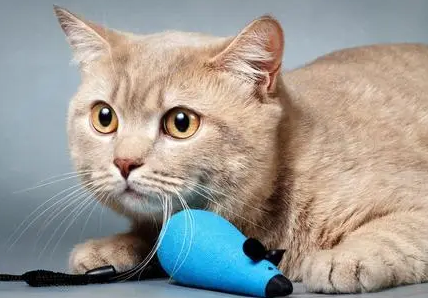 猫咪拉黄色的稀便便吃什么药