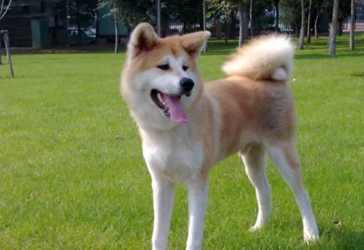 秋田犬怎樣養才聽話