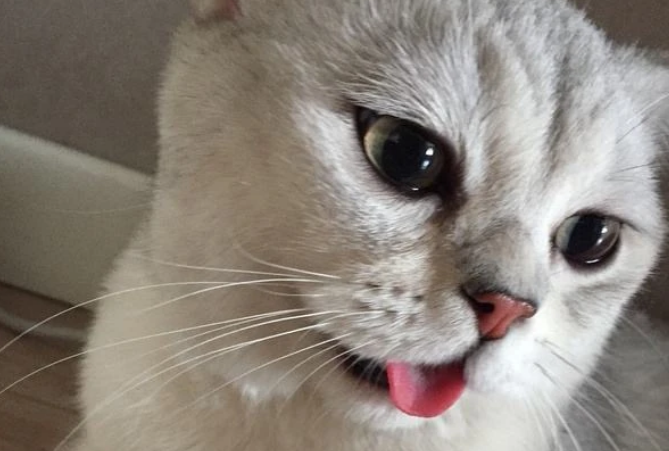 猫大口喘气是什么原因造成的 猫大口喘气是什么原因造成的