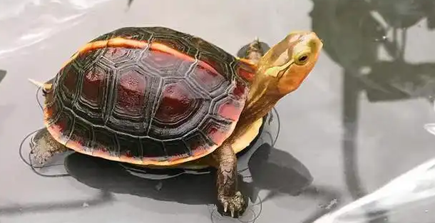 黄缘闭壳龟怎么养 黄缘闭壳龟怎么养