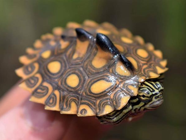 黄斑地图龟如何"过冬"?在这两个地方冬眠很安全