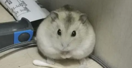 银狐仓鼠喜欢吃什么食物
