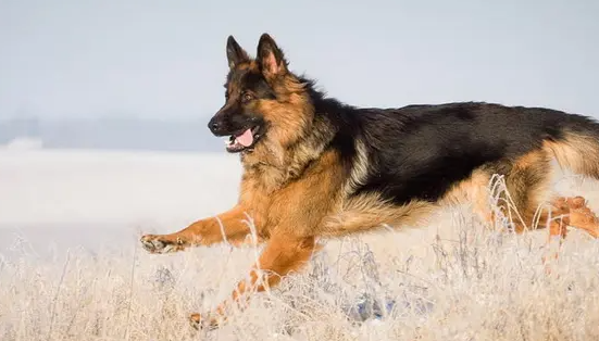 广州德国牧羊犬多少钱