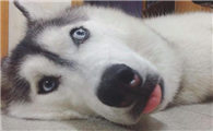 小狗吐白沫沫是怎么了