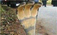 世界上有三头蛇吗