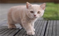 猫怀孕的时候屁股出血了为什么