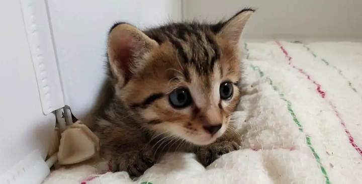 想知道小猫几天睁眼睛自己能走?不妨来这里了解一下~ 想知道小猫几天睁眼睛自己能走?不妨来这里了解一下~