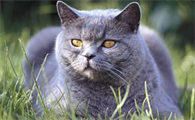 卡尔特猫多少钱一只