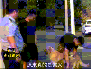 两只大狗紧跟警车来到派出所,会握手听从指令,一查身份让人意外 两只大狗紧跟警车来到派出所,会握手听从指令,一查身份让人意外