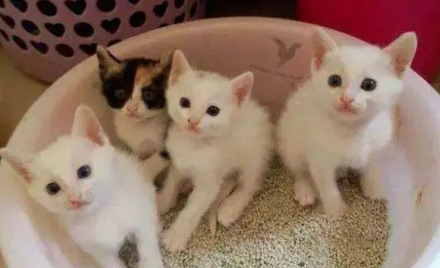 小猫太小不会用猫砂盆怎么办