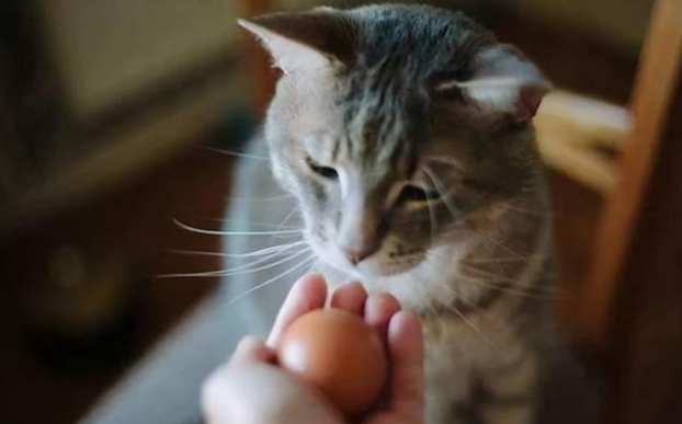 猫咪吃什么食物毛亮有光泽 猫咪吃什么食物毛亮有光泽