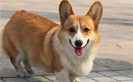 柯基犬绝育多少钱