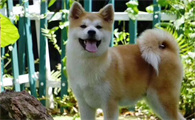 想养秋田犬？先来了解下它是哪个国家的品种吧~
