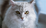 猫咪有没有必要驱虫