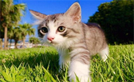 猫便后有血有黏液怎么回事