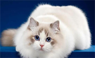 杂交布偶猫价格多少钱一只